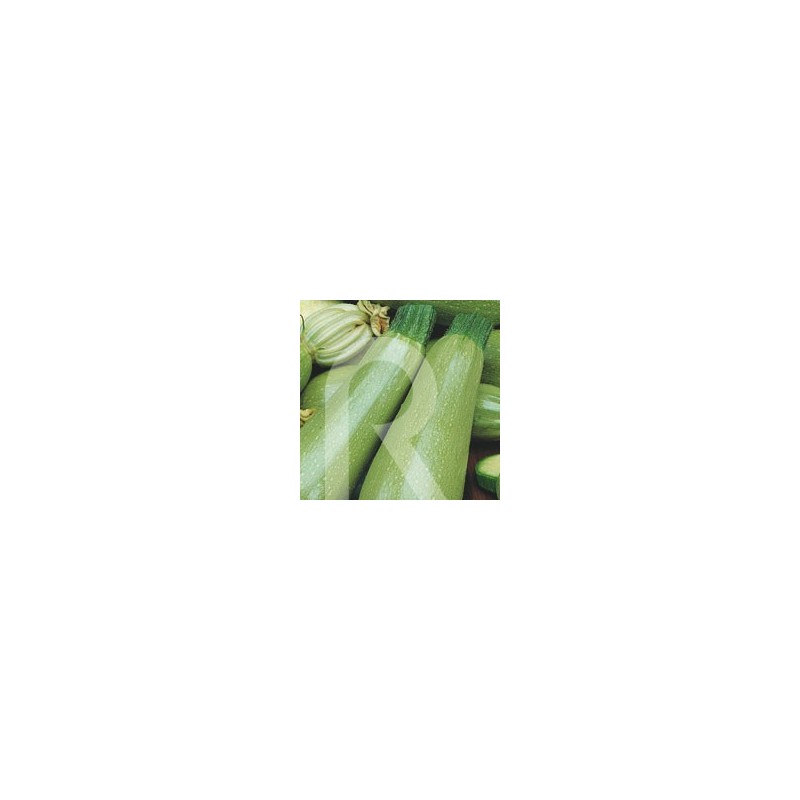 CALABAZIN TEMPRANO DE ARGELIA
