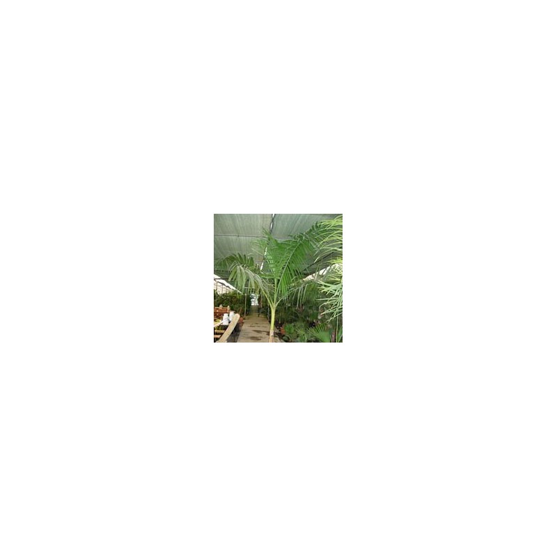 ROYSTONEA REGIA