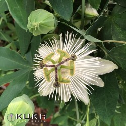 Passiflora snow queen