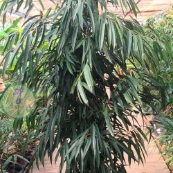 Ficus Alii Ejemplar