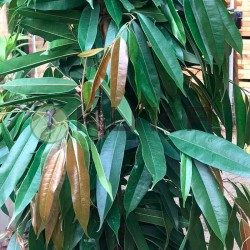 Ficus Alii king zuil EJEMPLAR