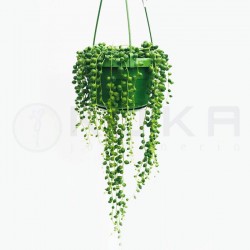 Senecio rowleyanus
