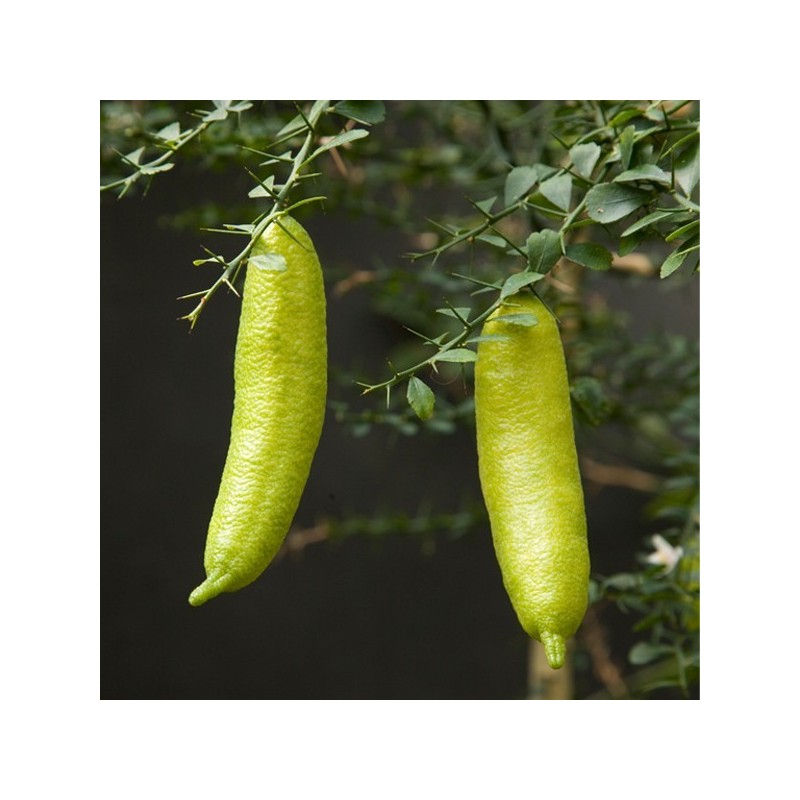 Microcitrus australasica