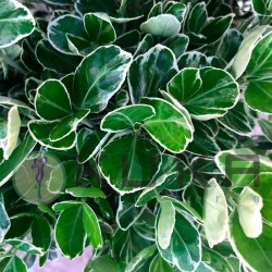 Euonymus japonica...