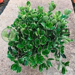 Euonymus japonica...