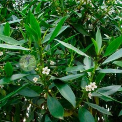 Myoporum-Antocherchis