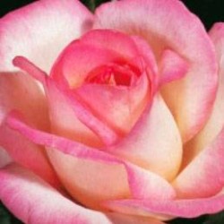 Rosal sea pearl