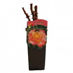 Rosal sea pearl