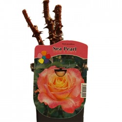 Rosal sea pearl