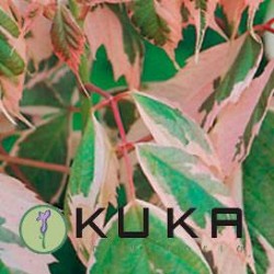 Acer negundo Flamingo