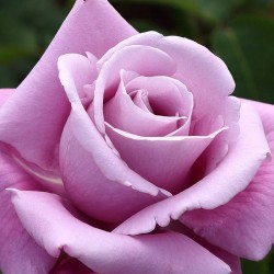 Rosal Charles de Gaulle