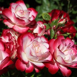 Rosal jubile du prince de Monaco Meisponge