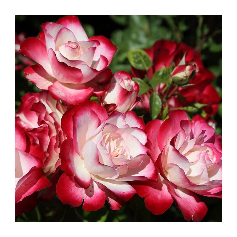 Rosal jubile du prince de Monaco Meisponge