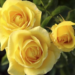 Rosal Carte D'or