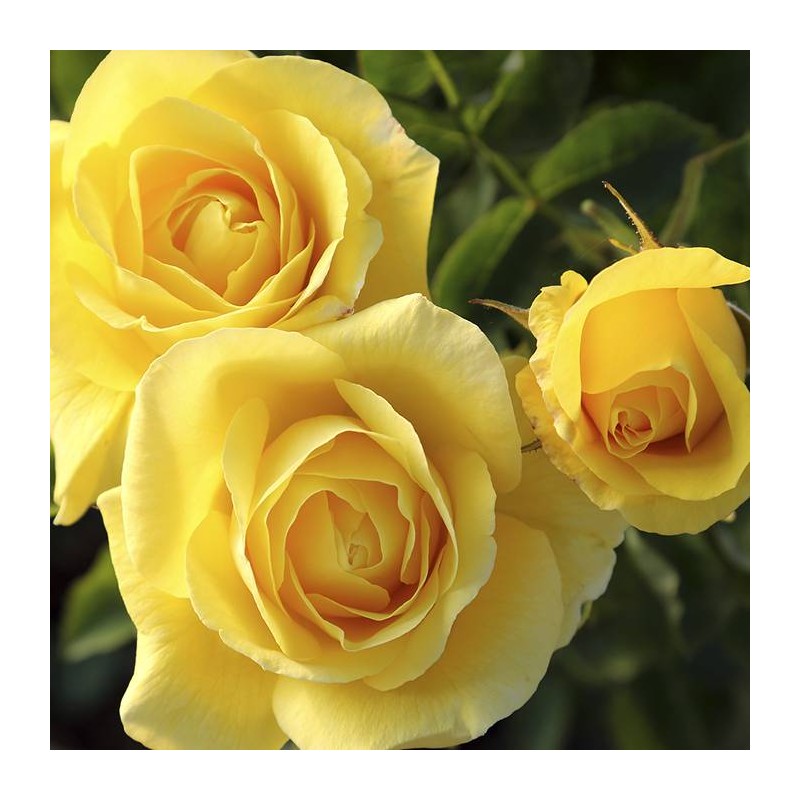 Rosal Carte D'or