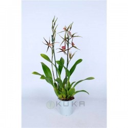 Orquídea brassia summer dream