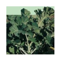 COL FORRAJERA GIGANTE CABALLAR (BERZA)