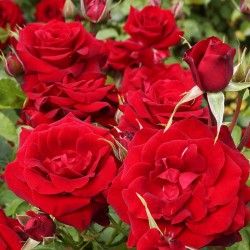 Rosal Niccolo Paganini