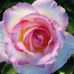Rosal Princesse de Monaco
