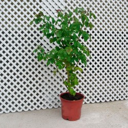 Rosal Pau Casals