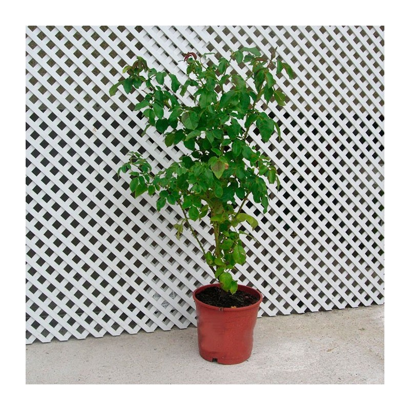 Rosal Pau Casals