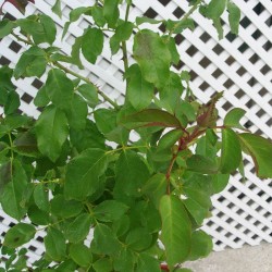 Rosal Pau Casals