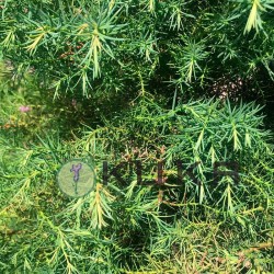 Criptomeria Japonica elegans