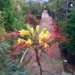 Caesalpinia gillesi EJEMPLAR