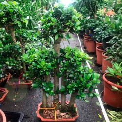 Ficus ginseng bosque...