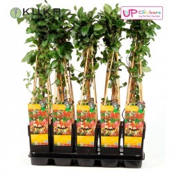Lonicera japonica Halliana