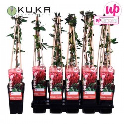 Lonicera japonica Red World