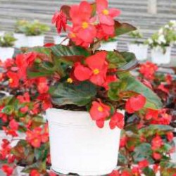 Begonia benariensis big