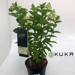 Hortensia paniculata