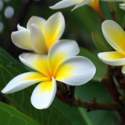 Plumeria rubra