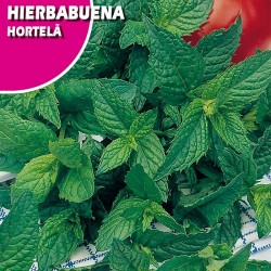 Semillas hierbabuena