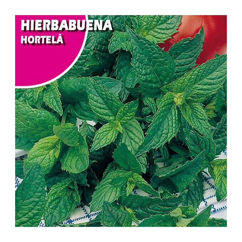 Semillas hierbabuena
