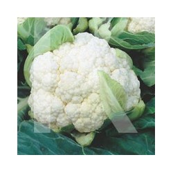 COLIFLOR BOLA DE NIEVE