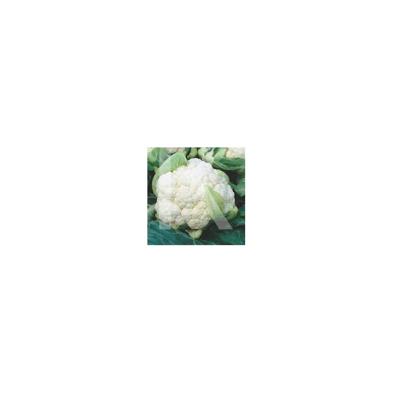 COLIFLOR BOLA DE NIEVE