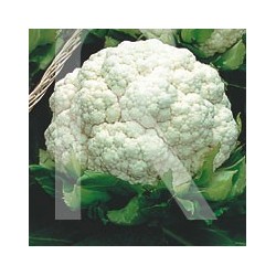 COLIFLOR FLORABLANCA