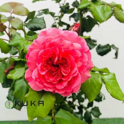 Rosal comestible renée van...