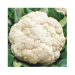 COLIFLOR FRANKFURTER