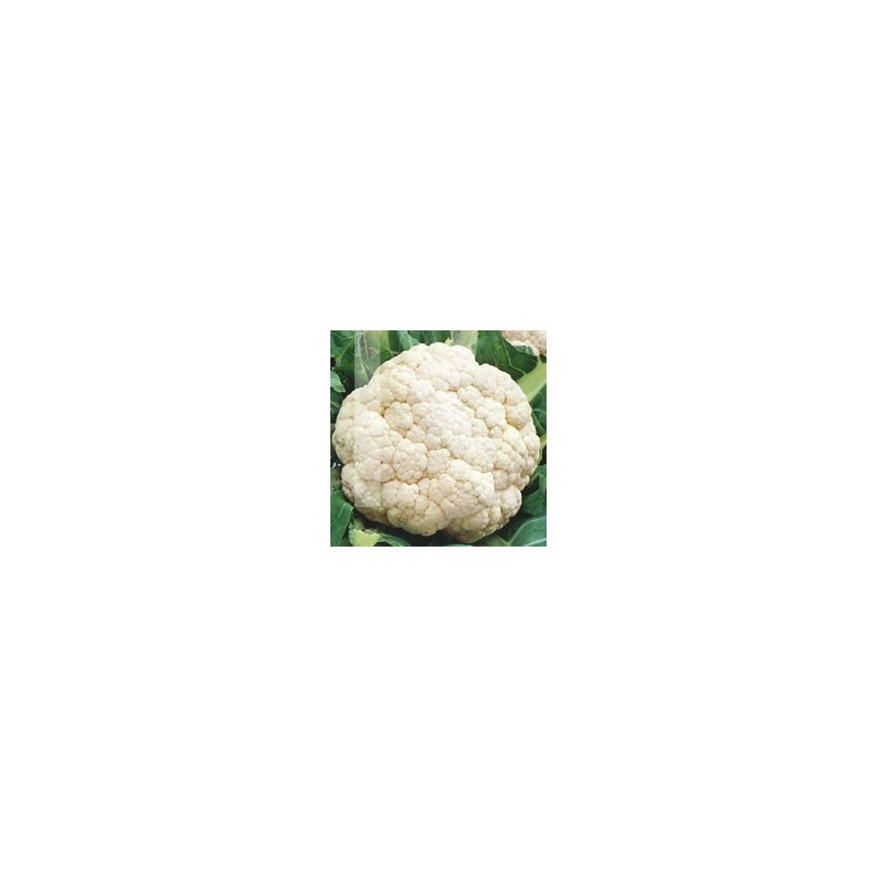COLIFLOR FRANKFURTER
