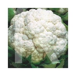COLIFLOR METROPOL