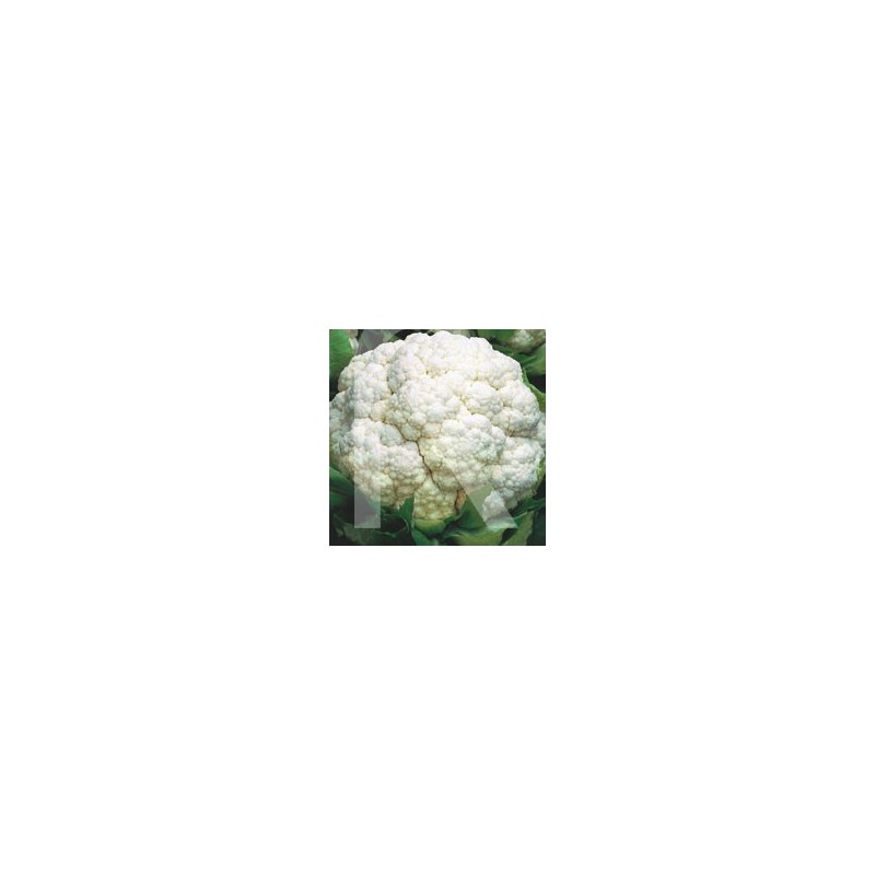 COLIFLOR METROPOL