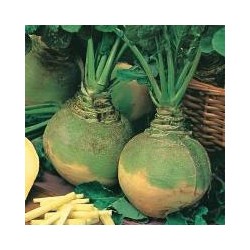 COLINABO RUTABAGA DE CUELLO VERDE