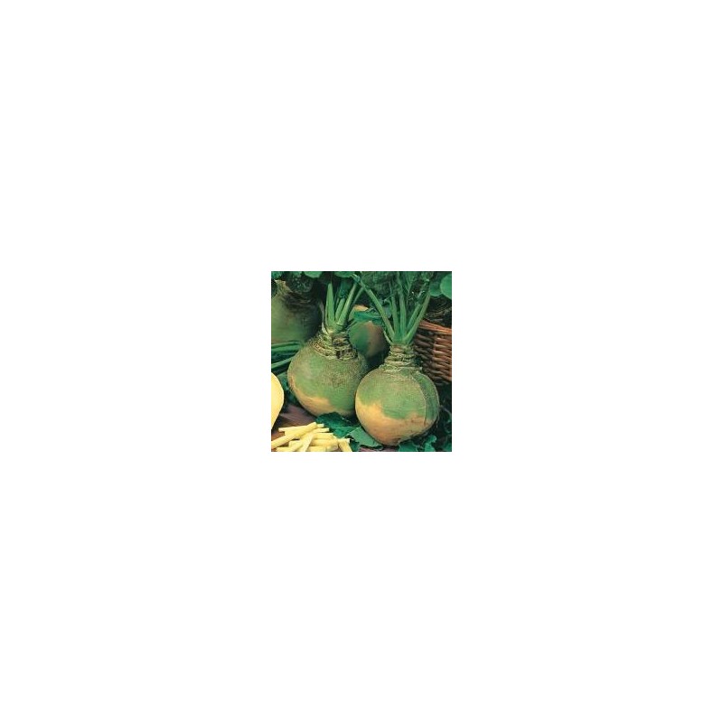 COLINABO RUTABAGA DE CUELLO VERDE