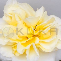 Rosal wonderful