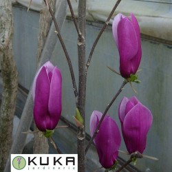 Magnolia soulangeana rosa