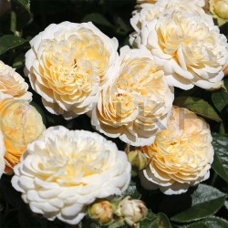 Rosal Clotilde Sorolla