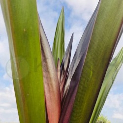 Crinum purpuracens